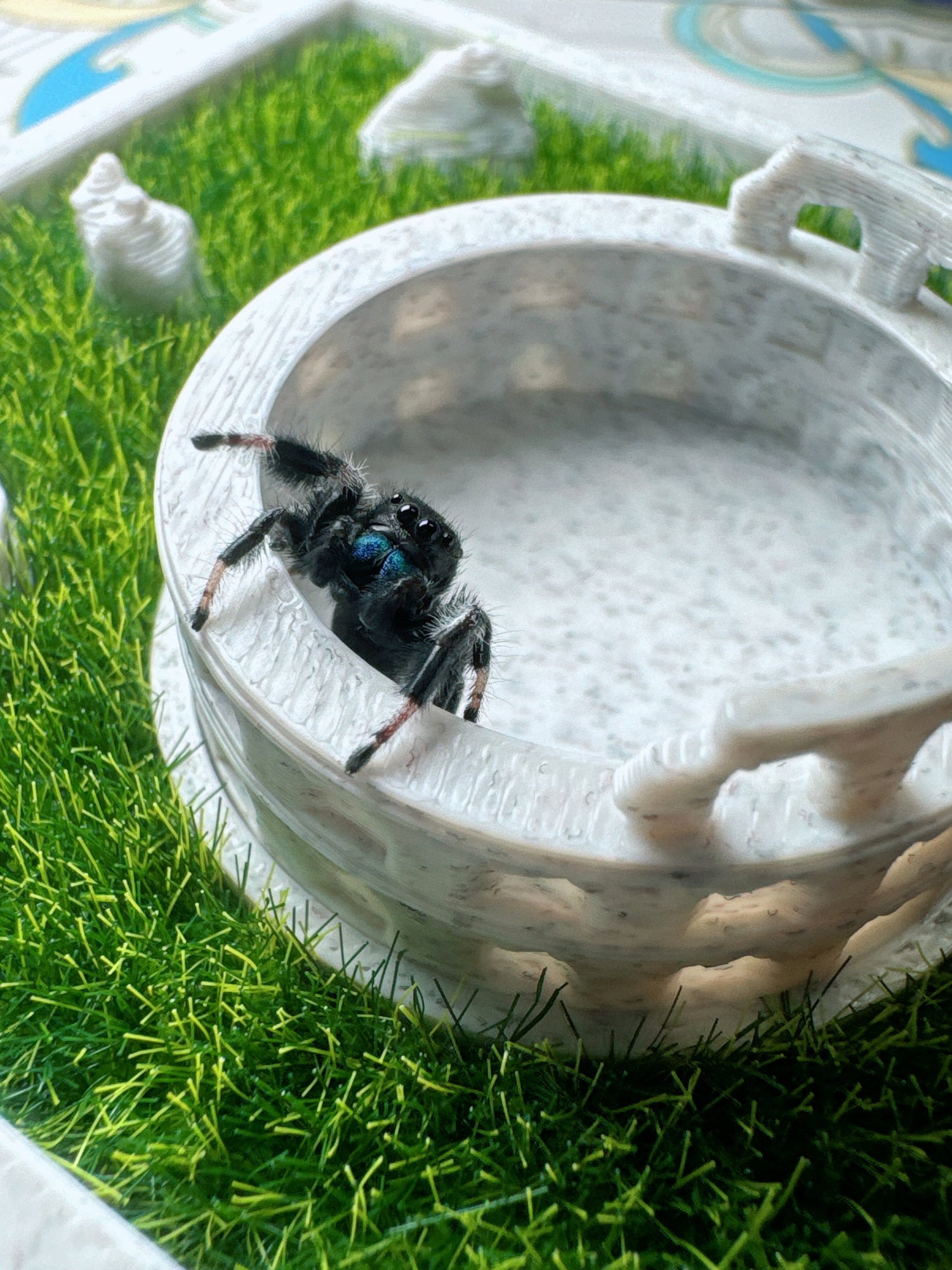 More Than Just a Tank: The Art of Crafting a Living Sanctuary