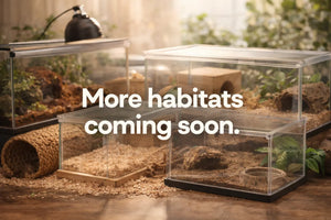 Glass terrariums with natural decor and hideouts for reptiles and small exotic pets