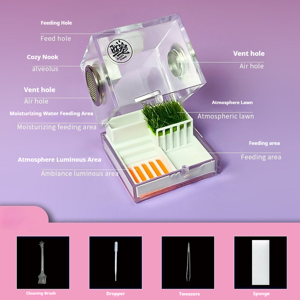Clear jumping spider enclosure with vent holes, feeding area, grassy decor, and cleaning tools.