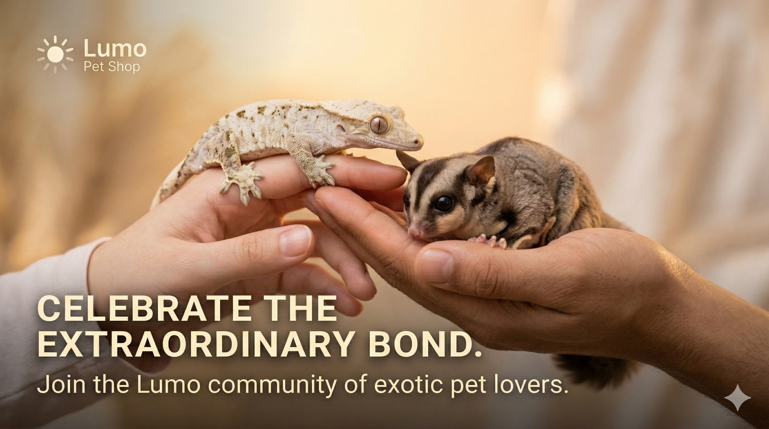 Hand holding a crested gecko and another hand holding a sugar glider, exotic pet care